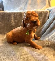 Green Collar Girl, a female Irish Setter for sale in Russellville, AL – Photo 1 of 7