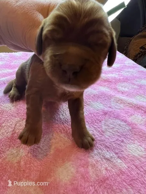 Green Collar – Irish Setter puppy for sale in Russellville, AL