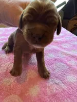 Green Collar, a female Irish Setter for sale in Russellville, AL – Photo 1 of 4