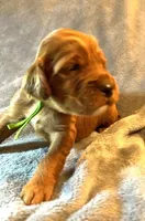 Green Collar Girl, a female Irish Setter for sale in Russellville, AL – Photo 2 of 7