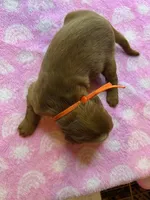 ORANGE COLLAR, a female Irish Setter for sale in Russellville, AL – Photo 2 of 4