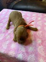 ORANGE COLLAR, a female Irish Setter for sale in Russellville, AL – Photo 3 of 4