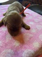 ORANGE COLLAR, a female Irish Setter for sale in Russellville, AL – Photo 4 of 4