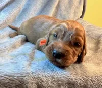 ORANGE COLLAR GIRL, a female Irish Setter for sale in Russellville, AL – Photo 2 of 6