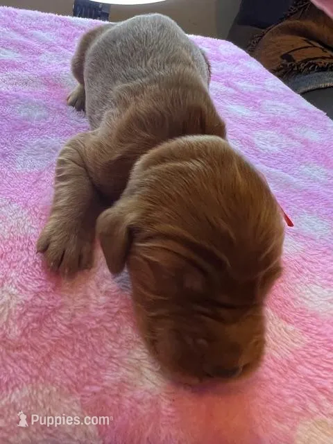 ORANGE COLLAR – Irish Setter puppy for sale in Russellville, AL