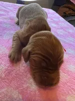 ORANGE COLLAR, a female Irish Setter for sale in Russellville, AL – Photo 1 of 4
