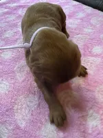 Purple Collar, a female Irish Setter for sale in Russellville, AL – Photo 7 of 8