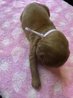 Purple Collar, a female Irish Setter for sale in Russellville, AL – Photo 8 of 8