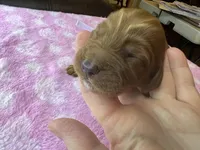 Purple Collar, a female Irish Setter for sale in Russellville, AL – Photo 1 of 8