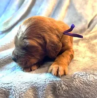 Purple Collar Girl, a female Irish Setter for sale in Russellville, AL – Photo 2 of 9