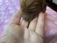 Purple Collar, a female Irish Setter for sale in Russellville, AL – Photo 3 of 8