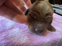 Purple Collar, a female Irish Setter for sale in Russellville, AL – Photo 2 of 8