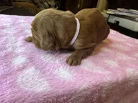 Purple Collar, a female Irish Setter for sale in Russellville, AL – Photo 4 of 8