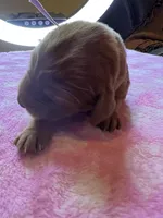 Purple Collar, a female Irish Setter for sale in Russellville, AL – Photo 6 of 8