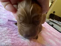 Purple Collar, a female Irish Setter for sale in Russellville, AL – Photo 5 of 8