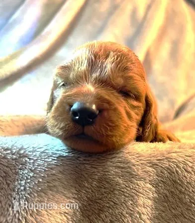 Purple Collar Girl – Irish Setter puppy for sale in Russellville, AL