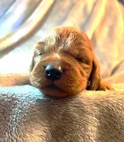 Purple Collar Girl, a female Irish Setter for sale in Russellville, AL – Photo 1 of 9