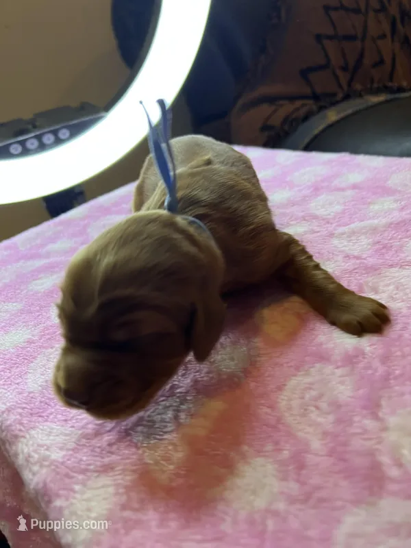 BLUE COLLAR  – Irish Setter puppy for sale in Russellville, AL