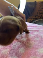 BLUE COLLAR , a male Irish Setter for sale in Russellville, AL – Photo 3 of 5