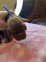 BLUE COLLAR , a male Irish Setter for sale in Russellville, AL – Photo 2 of 5