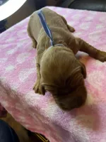 BLUE COLLAR , a male Irish Setter for sale in Russellville, AL – Photo 4 of 5