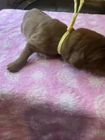 YELLOW COLLAR, a female Irish Setter for sale in Russellville, AL – Photo 5 of 8