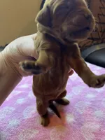 YELLOW COLLAR, a female Irish Setter for sale in Russellville, AL – Photo 6 of 8