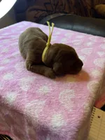 YELLOW COLLAR, a female Irish Setter for sale in Russellville, AL – Photo 3 of 8