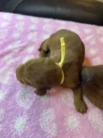 YELLOW COLLAR, a female Irish Setter for sale in Russellville, AL – Photo 8 of 8