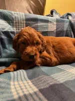 YELLOW COLLAR GIRL, a female Irish Setter for sale in Russellville, AL – 6 of 8