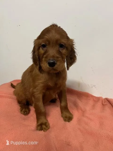 YELLOW COLLAR GIRL – Irish Setter puppy for sale in Russellville, AL