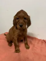 YELLOW COLLAR GIRL, a female Irish Setter for sale in Russellville, AL – 1 of 8