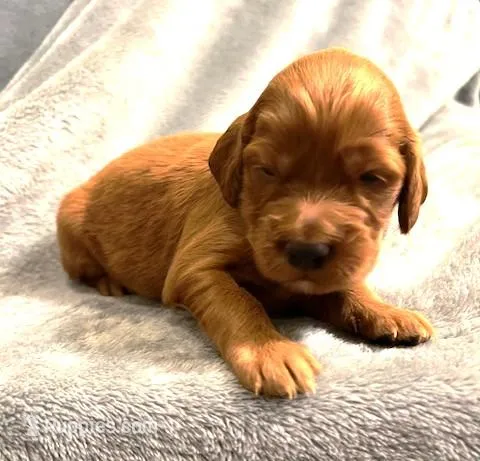 YELLOW COLLAR GIRL – Irish Setter puppy for sale in Russellville, AL