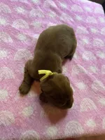 YELLOW COLLAR, a female Irish Setter for sale in Russellville, AL – Photo 2 of 8