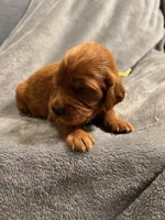 YELLOW COLLAR GIRL, a female Irish Setter for sale in Russellville, AL – Photo 2 of 9