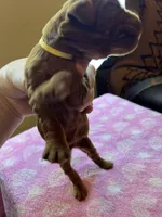 YELLOW COLLAR, a female Irish Setter for sale in Russellville, AL – Photo 4 of 8