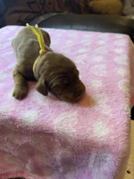 YELLOW COLLAR, a female Irish Setter for sale in Russellville, AL – Photo 1 of 8