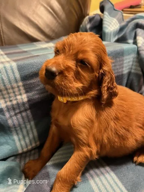 YELLOW COLLAR GIRL – Irish Setter puppy for sale in Russellville, AL