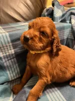 YELLOW COLLAR GIRL, a female Irish Setter for sale in Russellville, AL – 4 of 8