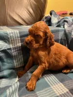 YELLOW COLLAR GIRL, a female Irish Setter for sale in Russellville, AL – 5 of 8