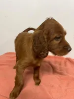 YELLOW COLLAR GIRL, a female Irish Setter for sale in Russellville, AL – 3 of 8