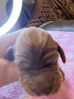 Pink Collar, a female Irish Setter for sale in Russellville, AL – Photo 5 of 6