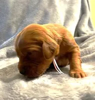 Pink Collar Girl, a female Irish Setter for sale in Russellville, AL – Photo 2 of 9