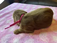 Pink Collar, a female Irish Setter for sale in Russellville, AL – Photo 4 of 6
