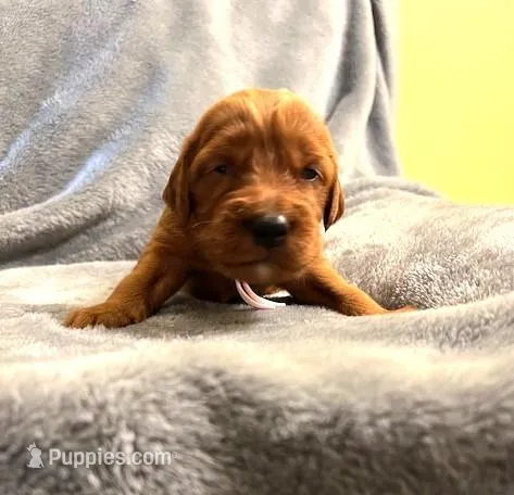 Pink Collar Girl – Irish Setter puppy for sale in Russellville, AL