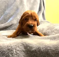 Pink Collar Girl, a female Irish Setter for sale in Russellville, AL – Photo 1 of 9