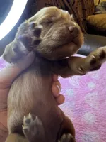 Pink Collar, a female Irish Setter for sale in Russellville, AL – Photo 1 of 6