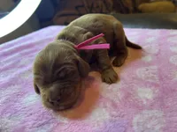 Pink Collar, a female Irish Setter for sale in Russellville, AL – Photo 2 of 6