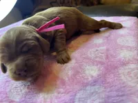 Pink Collar, a female Irish Setter for sale in Russellville, AL – Photo 6 of 6