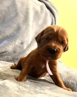 Pink Collar Girl, a female Irish Setter for sale in Russellville, AL – Photo 4 of 9